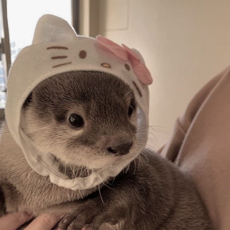 acervotoro's tweet photo. ray toro as... otters! 
cute little thread, why not? https://t.co/xOjI6ZAPvA