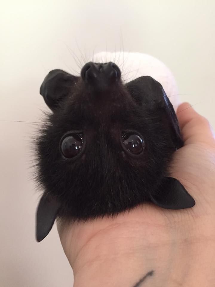 batincrisis's tweet photo. Do you love me? 🦇 https://t.co/kVz1RS5qpG