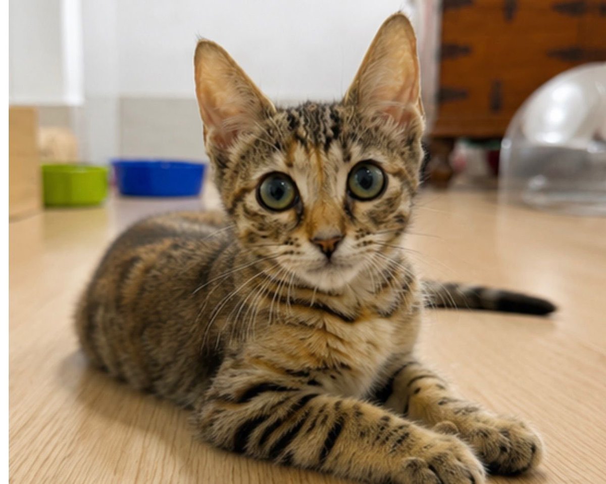 f_lo_morant's tweet photo. GOLDIE EN ADOPCIÓN! Es una gatita de tres meses con un pelaje precioso. Es muy buena y cariñosa. Se lleva muy bien con otros gatos. Sus hermanitos ya se han ido adoptados y se ha quedado solita. Es negativa a leucemia e inmunodeficiencia. 
655 44 15 14 Ainhoa. https://t.co/5eRyxmornR