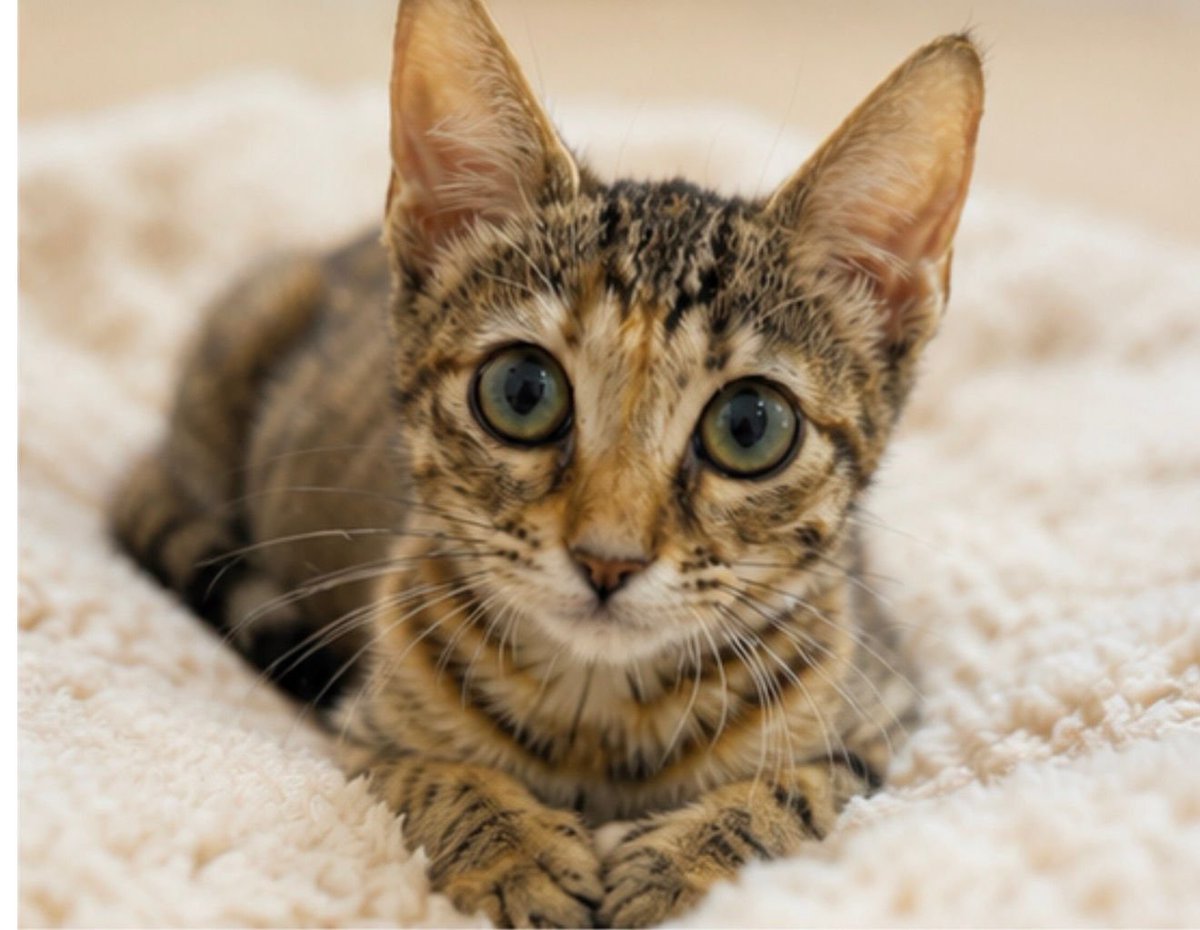 f_lo_morant's tweet photo. GOLDIE EN ADOPCIÓN! Es una gatita de tres meses con un pelaje precioso. Es muy buena y cariñosa. Se lleva muy bien con otros gatos. Sus hermanitos ya se han ido adoptados y se ha quedado solita. Es negativa a leucemia e inmunodeficiencia. 
655 44 15 14 Ainhoa. https://t.co/5eRyxmornR