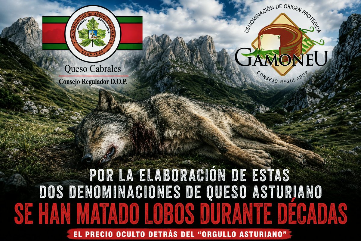 Marcoslrua's tweet photo. EL PRECIO OCULTO DEL “ORGULLO ASTURIANO”

Esta publicación quiere poner el foco en una realidad incómoda: durante décadas, mientras determinados productos y modelos ganaderos se presentaban como parte del orgullo y la tradición de Asturias, el lobo pagaba un precio muy alto.

No se trata de atacar un queso ni de cuestionar la identidad de un territorio. Se trata de recordar que detrás de determinados discursos sobre la ganadería extensiva también existe una larga historia de persecución y eliminación del lobo para favorecer un modelo que, durante demasiado tiempo, ha considerado incompatible la presencia del gran depredador con sus intereses particulares.

Hoy se vuelve a hablar de matar decenas de lobos en Asturias. 67 lobos. Por eso conviene no olvidar el pasado: el lobo no desapareció de los montes asturianos por casualidad, sino como consecuencia de décadas de persecución y matanzas institucionalmente toleradas o promovidas.

Ese es el precio oculto que no aparece en las campañas de promoción: mientras unos presumen del paisaje, otros han pagado con su vida por intentar seguir formando parte de él. 🐺