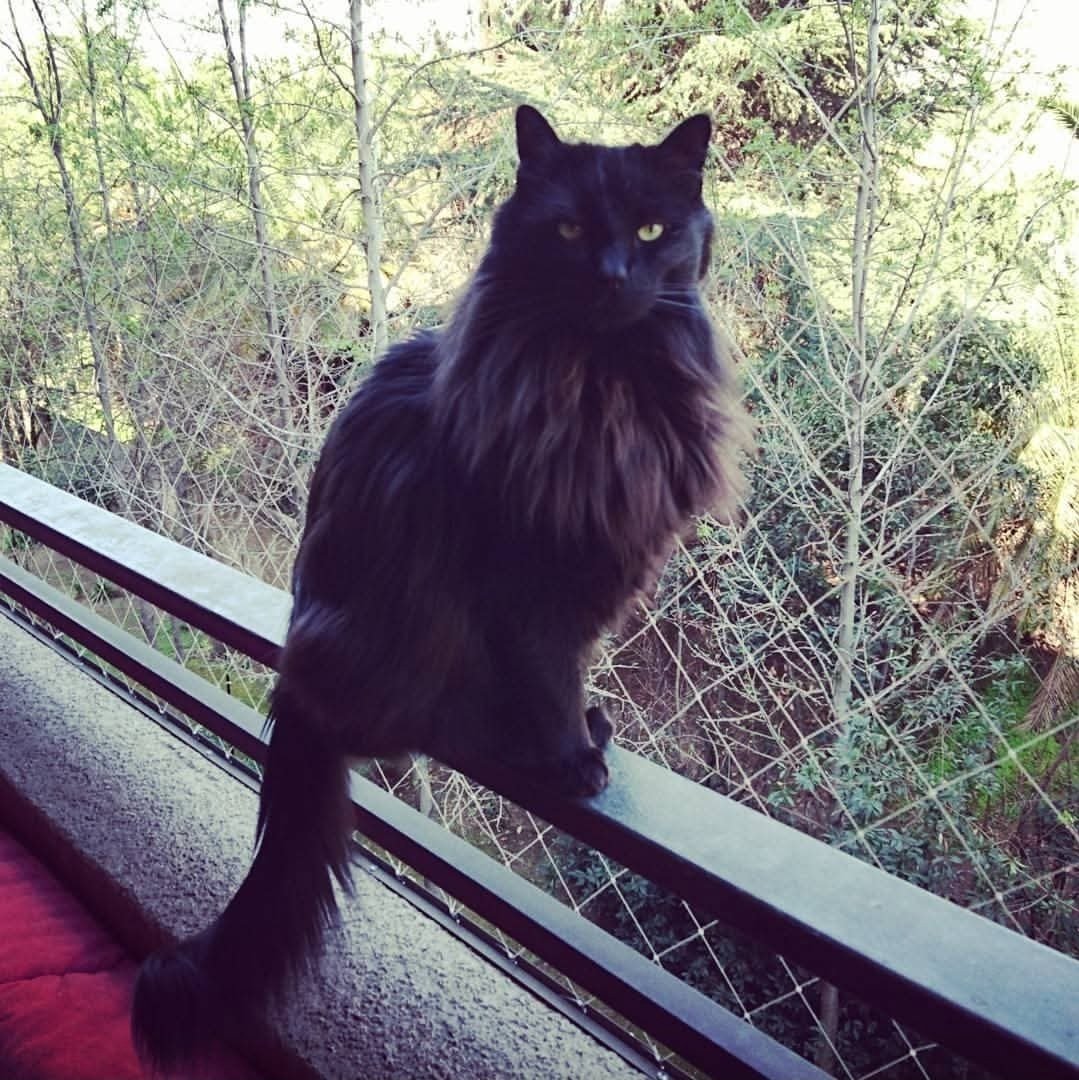 er_fito's tweet photo. Hace 2 semanas perdí a mi negrito Sherlock, que me acompañó 14 años, pero ya no pudo seguir.
Dejo acá un par de fotos para que lo conozcan y vean lo majestuoso que era 😔
❤️‍🩹 https://t.co/ocvs88086Q