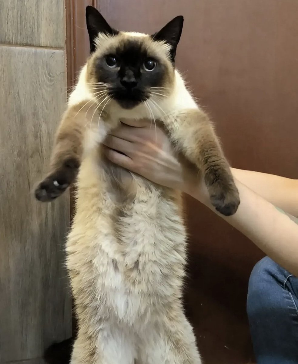 arca_satoshi's tweet photo. En otras noticias,  la panzona de ayer ahora se llama Prisca. 🥰

No se vayan a tardar en adoptarla, michigente.  
No por favor,  jajaja. 😅 https://t.co/giqfii7pM2
