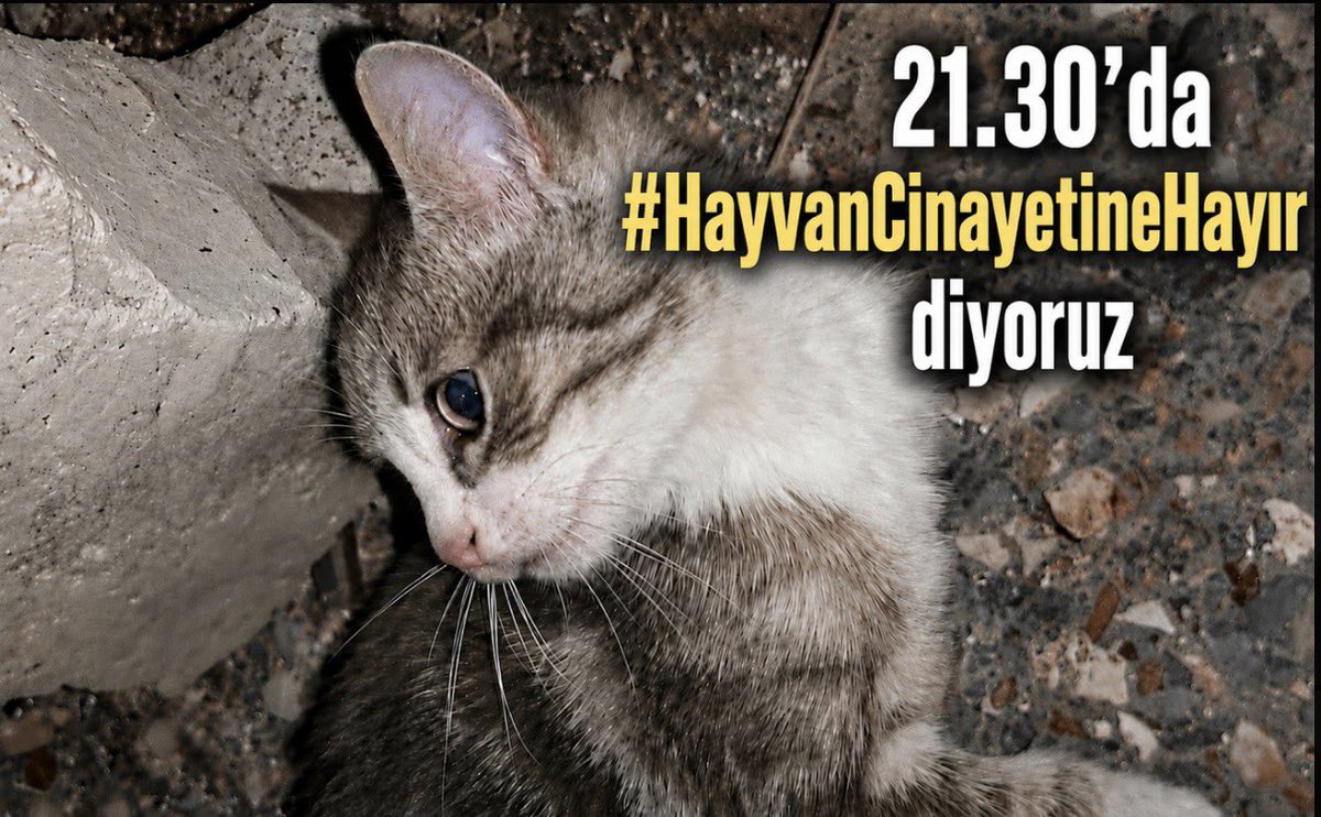 zeyno_citlembik's tweet photo. 8 gün oldu minik yavrunun katilleri hala bulunmadı. 21.30’da yeni tag ile desteğinizi bekliyoruz. 21.30 öncesi lütfen tagi kullanmayın https://t.co/3fKW9dRxgf