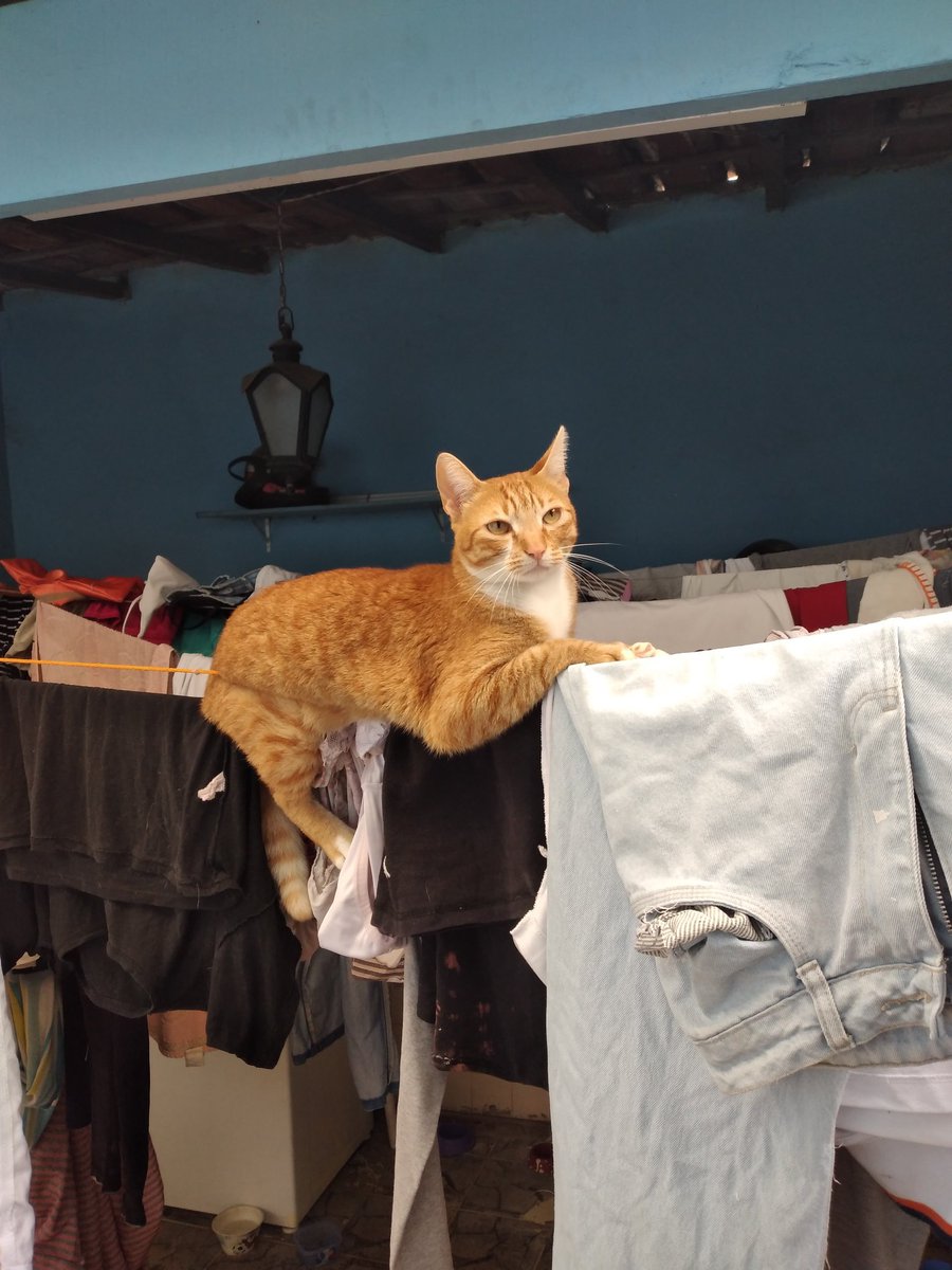 mal1gnantt's tweet photo. quando eu falo que vivia encontrando meu gato dormindo ou apenas existindo no varal da minha casa... https://t.co/SaT4VIzeCl