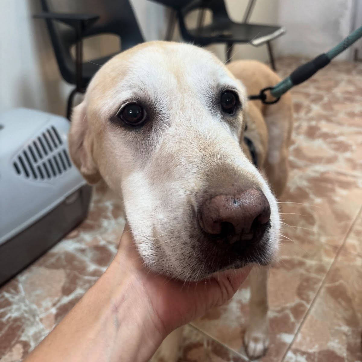 SosAbuelos1's tweet photo. #ALICANTE
Esta perrita tan guapa es #CLARA. Es una recién llegada al refugio con 9 años

Ha convivido con niños y se lleva genial con otros perros. 

¿Quieres conocerla? Ven a visitarla.

Contacto: 965 85 62 68 // info@protectorabenidorm.org https://t.co/ZVD5QGHtGu