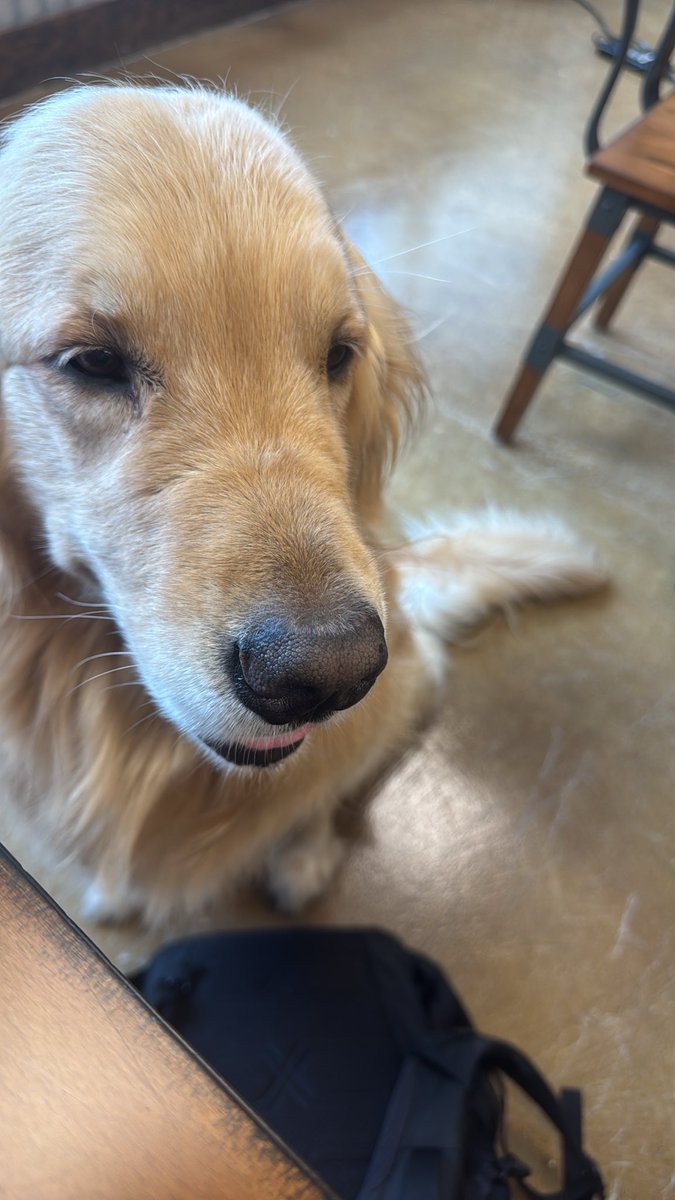 supremeleadaa's tweet photo. New foid attractor unlocked. Meet Denny (Denver) https://t.co/YVwDaFXmvJ