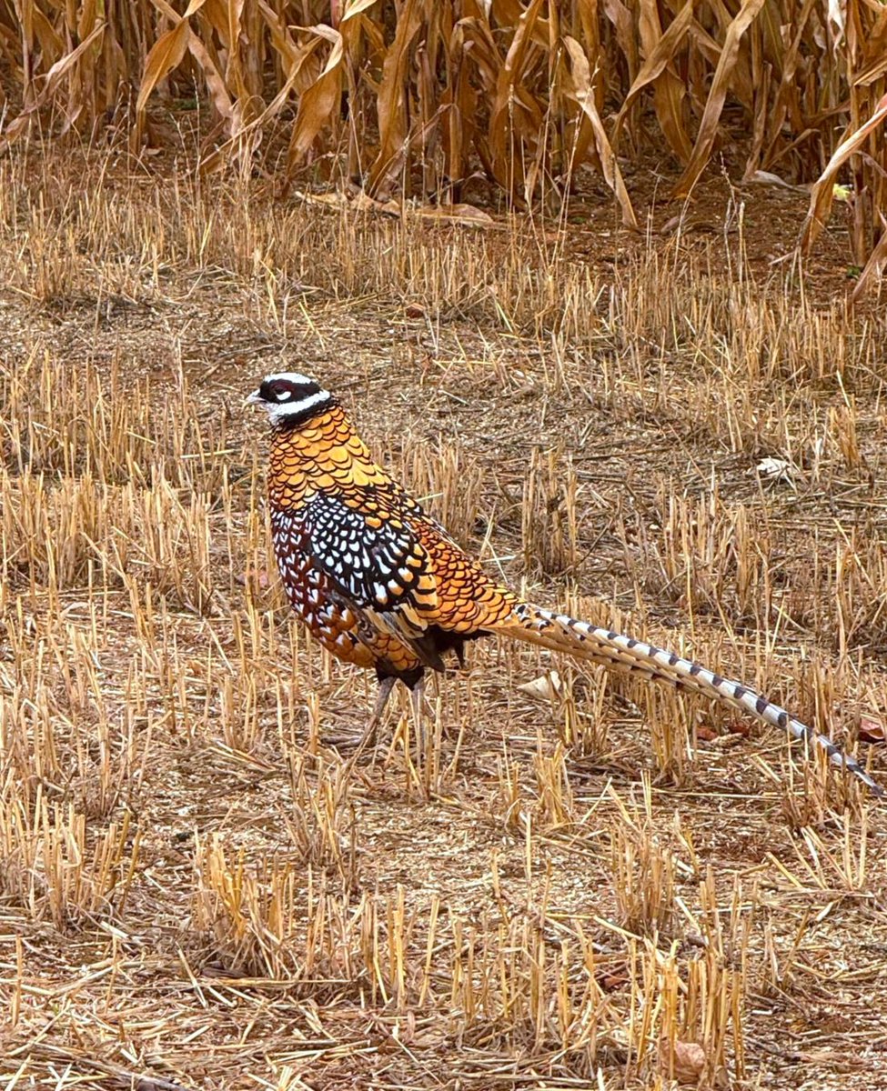 AdeysAlthorp's tweet photo. "Bandit" our resident Reeves Pheasant is in his 7th year now.
He is a very handsome chap.
Conservation@althorp.com
#Spencerestates https://t.co/IGKUcQNHhK