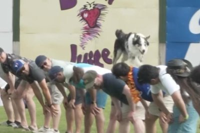 DogDaysNight's tweet photo. When the tariffs gives you more time to reflect life after standing in the unemplyment line.

Sept. 2 (UPI) -- An Alberta baseball team hosted a Guinness World Record attempt involving an Australian shepherd jumping across the backs of 56 people. https://t.co/gLBYoMNCRV