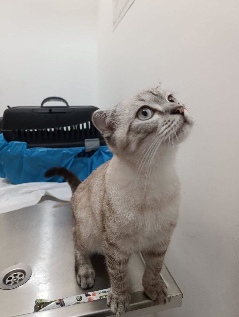 zllktlr's tweet photo. "Acil Yuva Arıyor Erkek 7-8 aylık civarı. boxın içine kumuyla birlikte kapatılıp sokağa terk edilmiş. Bulan kişi bir kliniğe bırakmış. Şu an kafeste kalıyor. Acil yuvası aranıyor. İletişim:+90 505 498 03 81 Trabzon https://t.co/J4QyfELvMu https://t.co/xZj3BMZz04