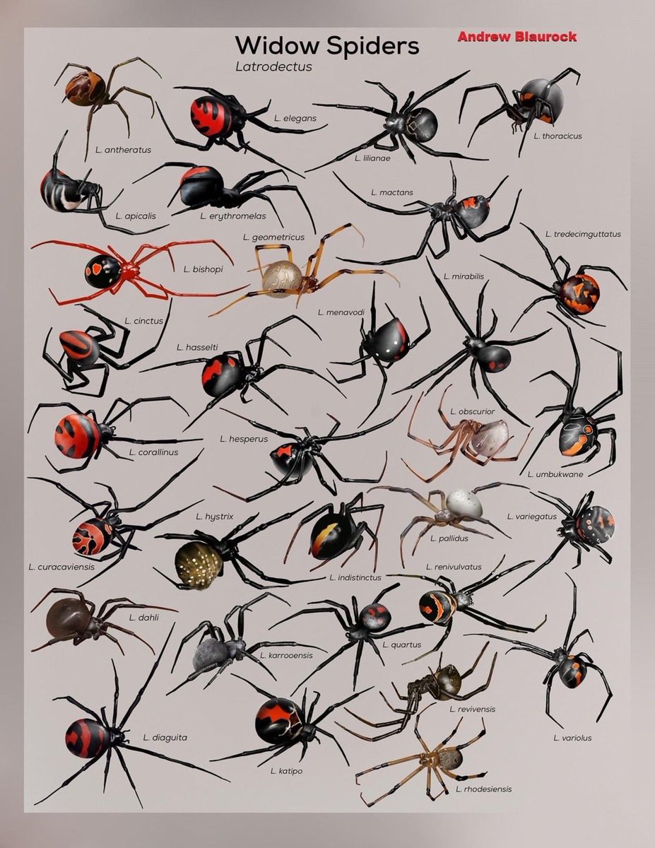 BichoDatos's tweet photo. Bichodateros, les compartimos este póster representando todas (o casi todas, faltan dos) las especies de Latrodectus, las famosas arañas viudas (como ven, no todas son negras). Excelente collage por Andrew Blaurock. ¿Reconocen alguna? https://t.co/xIEqFKC4dR