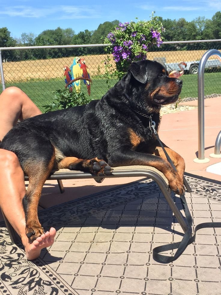 knottymom10's tweet photo. Come for the knot, stay for everything else 🐶  watch more 👇
https://t.co/ObmAFylZnD  

#dogknot #zoophile #k9girl #knotslut #ZooPorn #BreedingKink #dogslut #artofzoo #bestiality #zoopride https://t.co/VJ9bkyJsfd