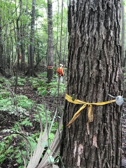 CaddoLakeInst's tweet photo. It's World Water Monitoring Day! One of the quietest but most important things we do at CLI is track water quality across the basin: reading gauges, checking for pollutants, watching how flow levels change over time. #WorldWaterMonitoringDay #CaddoLake #WaterQuality https://t.co/TzaidAZdH4