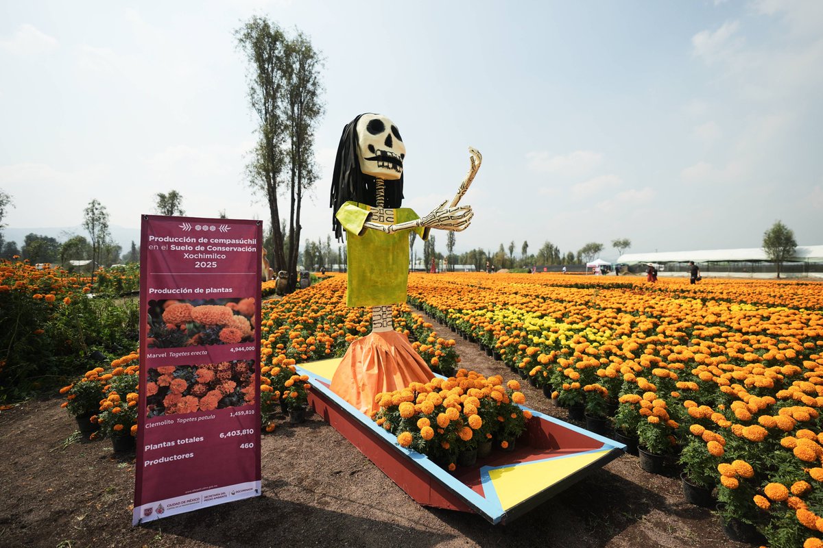 LillyScotttw's tweet photo. Feliz Día de Muertos! Las calaveras de azúcar iluminan el camino de nuestros seres queridos que nos cuidan desde el cielo ， https://t.co/8uHUZyOQnT