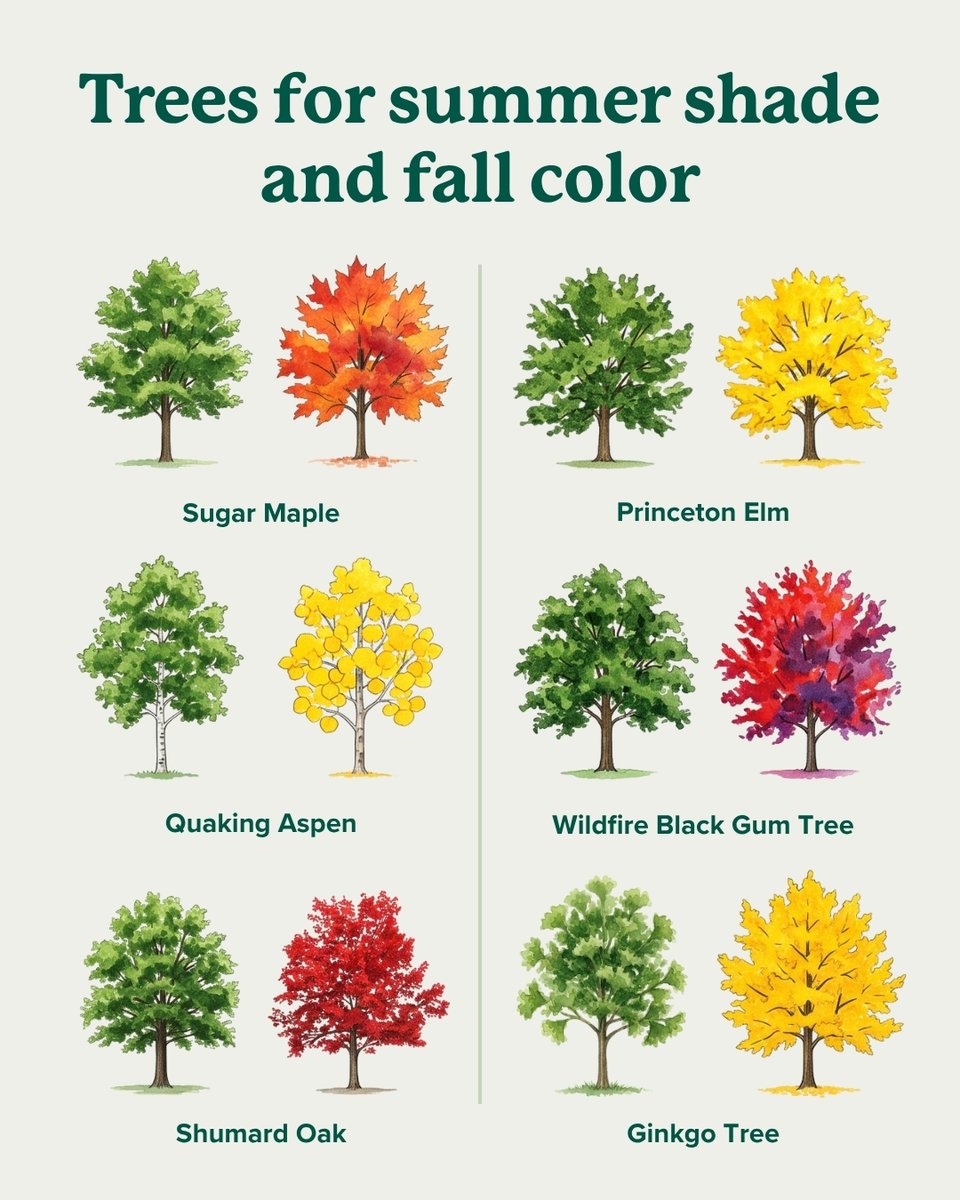 trees_dot_com's tweet photo. Did you know fall is one of the best times to plant trees? 🍁 Warm soil and cool air helps the roots grow with less stress. 

Plant shade trees now for a yard that's way more comfortable in the years to come. Your future self will thank you! https://t.co/GvQqaOOQT9
