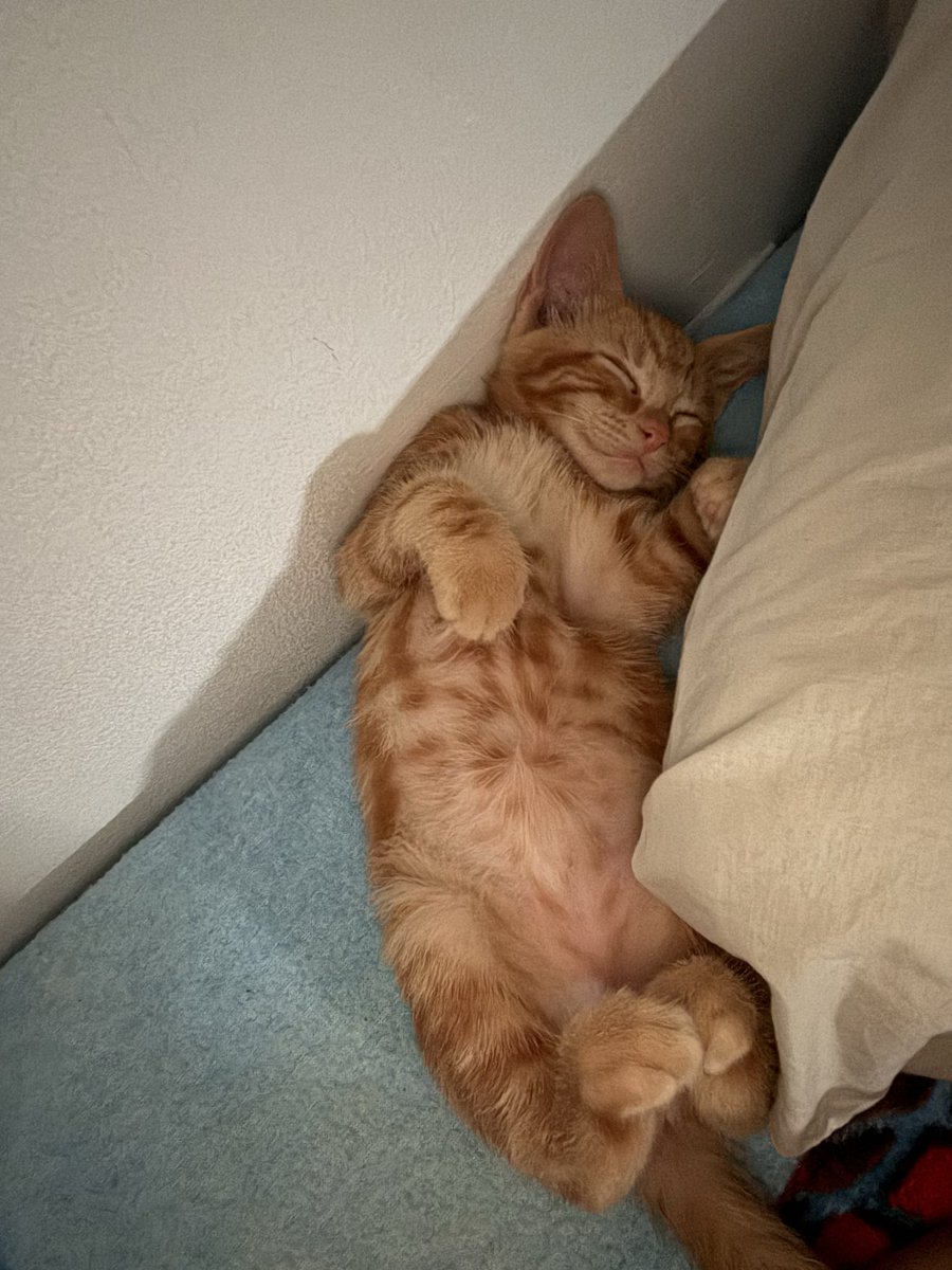 MariaamCG's tweet photo. Vivir queriendo llegar a casa para que esta cosita me reciba, me recuerda que ya hubo una vez que deseaba llegar a casa para que ella me recibiera https://t.co/JlREACBxwF
