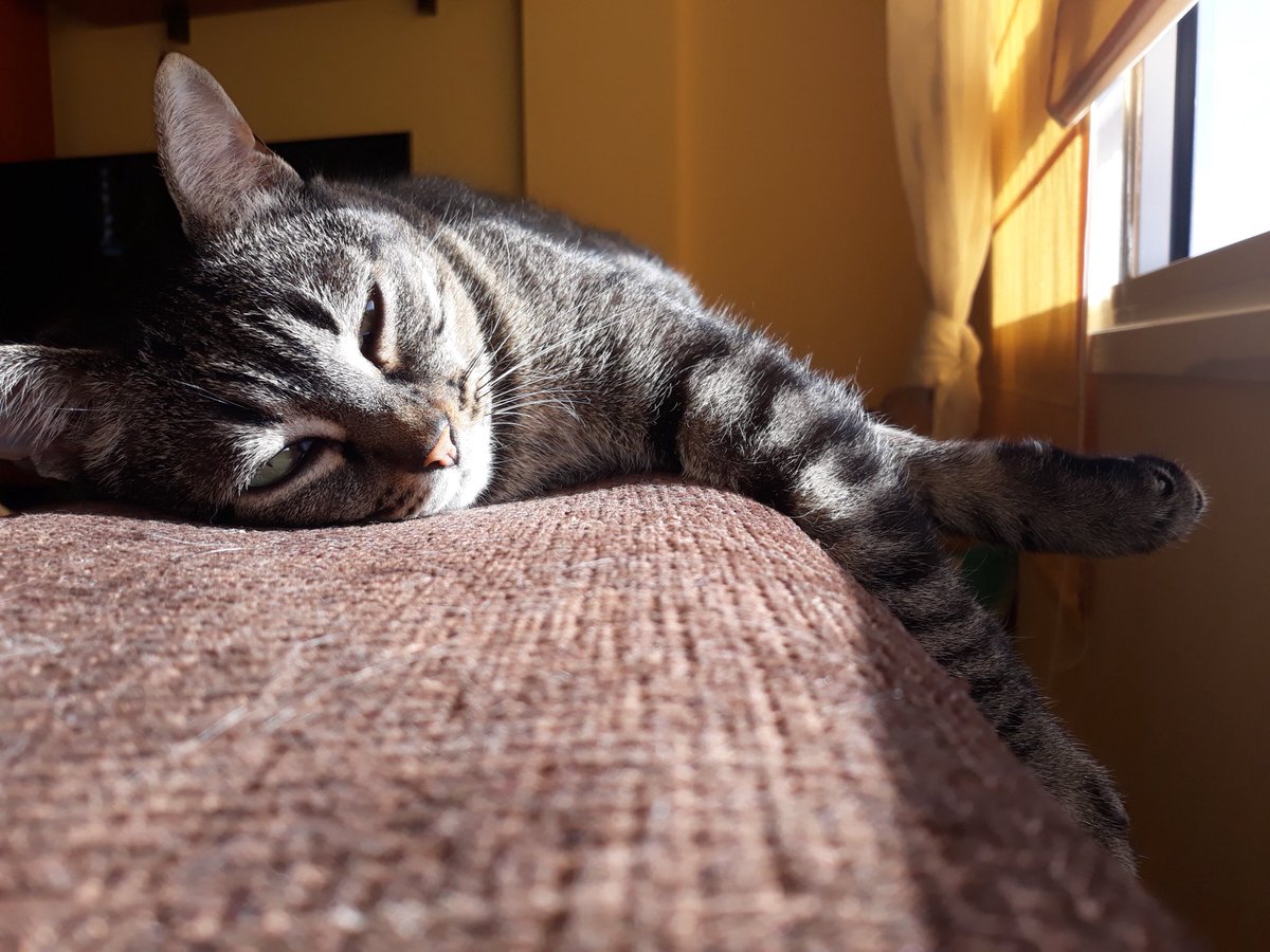 MariaamCG's tweet photo. Vivir queriendo llegar a casa para que esta cosita me reciba, me recuerda que ya hubo una vez que deseaba llegar a casa para que ella me recibiera https://t.co/JlREACBxwF