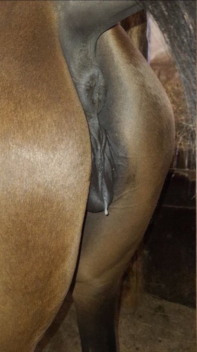 Babype2ym's tweet photo. Huge Loliii 🍭🐴🍭
Love the knotts 😫😫🙋🏻

I've been trying to keep my cool all day long!!  Been having crazy thoughts..🔞😝🍭

#zoophile #zoophilia #furryfandom #furhood #beastiality #doggo #knott https://t.co/fl3L4QNZGT