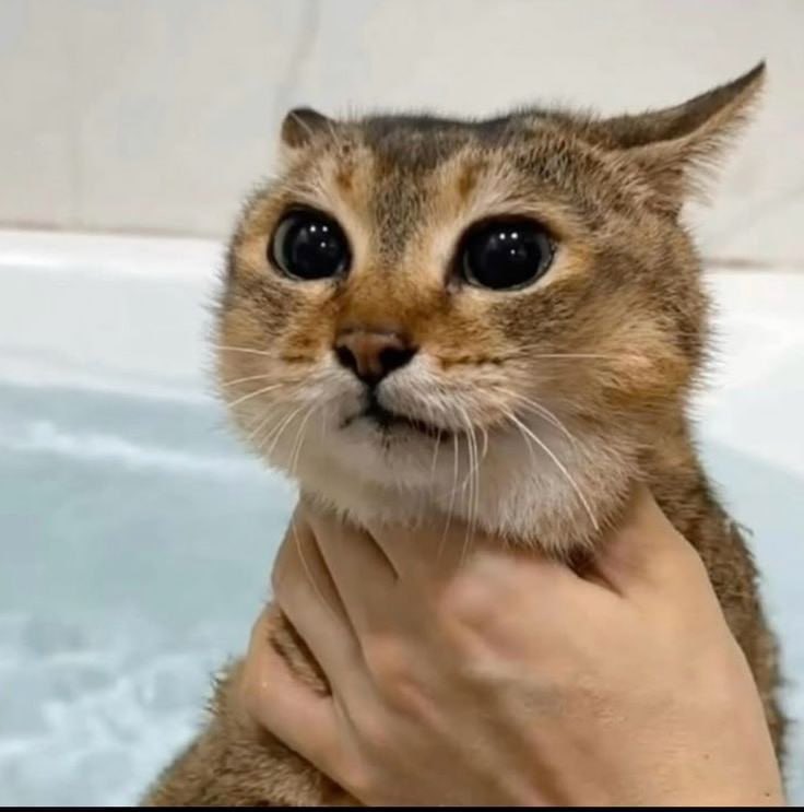 x_Captainhealer's tweet photo. @henokcrypto The cat meta is getting harder to ignore, don’t fade $MeiMei https://t.co/Mmmid7gGog