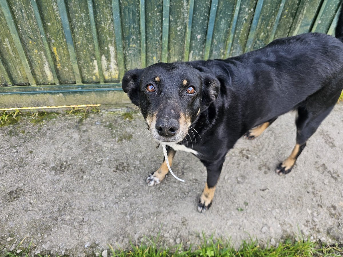 Nuriavg6's tweet photo. #AYUDA #Perros #Adopción #PlanetaZarpa #Famara #Kelva #Rayo #Robin #Drako #AdoptaNoCompres #Chiens #Hunde #Dogs #Adopt
Hola Planeta Zarpa, difundiendo a los 5 angelitos que tanto tiempo llevan esperando una familia, con retweet y también con cita para que aparezcan en la pestaña principal, Rayito ❤️Famara❤️ Kelva❤️ Robin❤️ y Drako❤️🙂