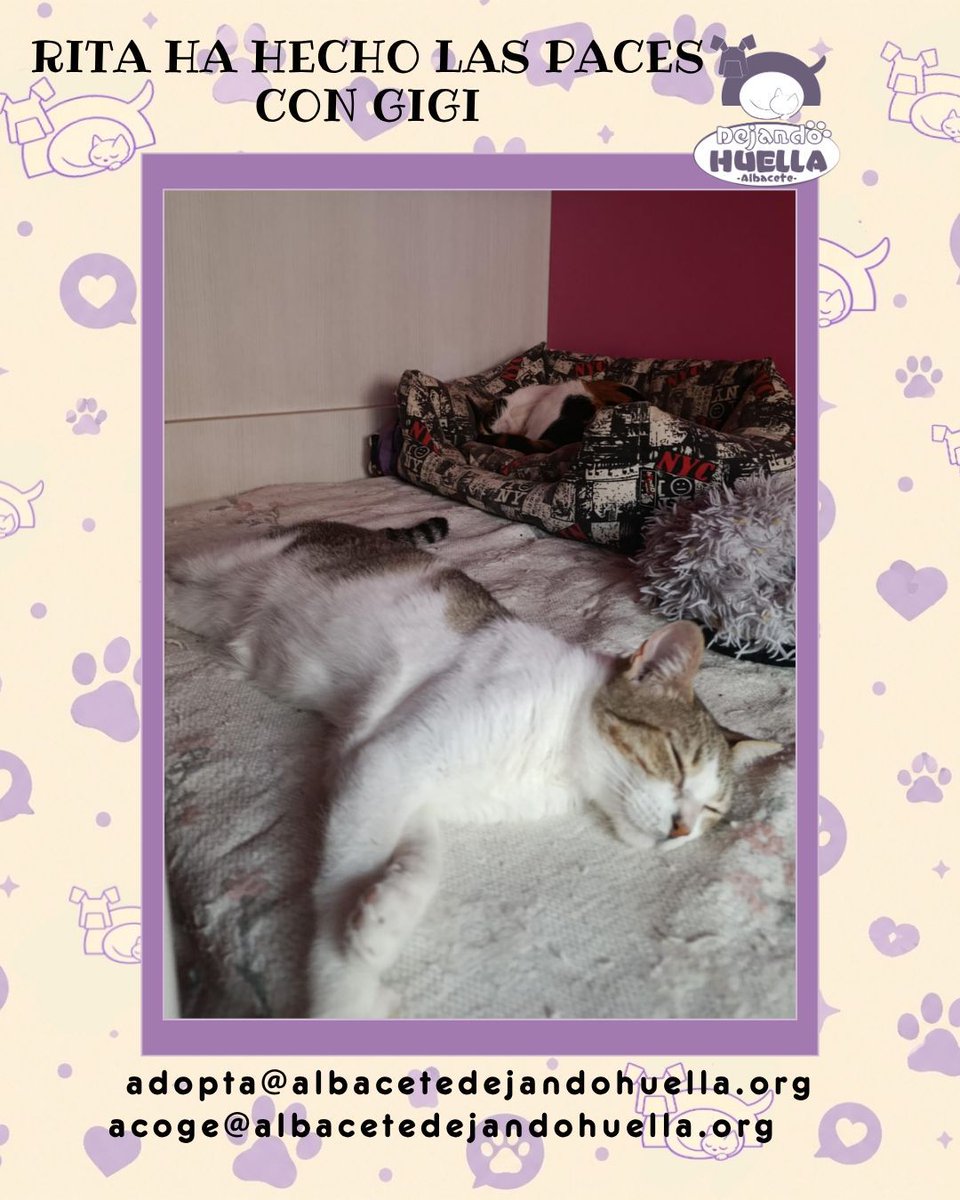 DejandoHuellaAB's tweet photo. Después de darse de tortas porque Gigi no paraba de molestarla, ahora resulta que se echan la siesta juntas tan tranquilamente. Eso quiere decir que han firmado la paz 😸 
Vemos a Rita relajada, como si no hubiera pasado absolutamente nada..

acoge@albacetedejandohuella.org https://t.co/PD3QUn94X4