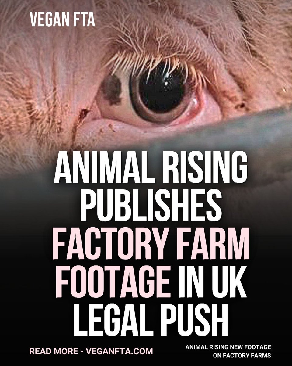 teamveganfta's tweet photo. 🐖 @AnimalRising is publishing previously unseen footage filmed inside British factory farms, as part of a legal challenge against the UK Government on the animal factories issue.
Read the full article ⬇️
https://t.co/tmxzOqY51h
#factoryfarm #factoryfarming #britishfarming https://t.co/2DL2bkA8ic