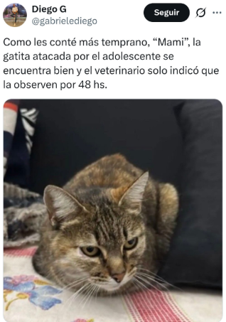 dosinaga2's tweet photo. Sana y salva la gatita! 

Ojalá se haga justicia https://t.co/pIMkR7Jsln