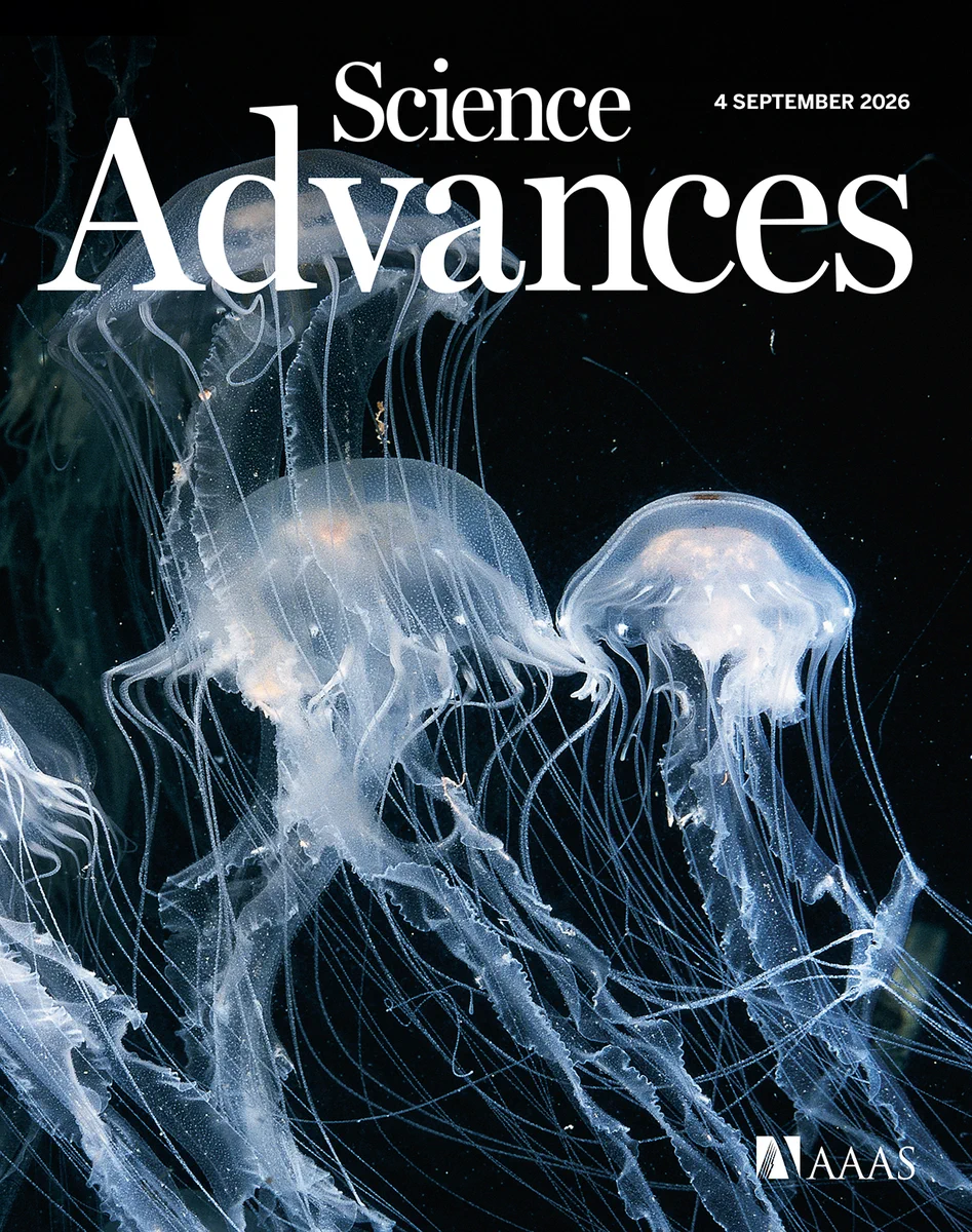 Atlantic sea nettle jellyfish pictured in the Texas State Aquarium. Sea nettle jellyfish sting millions of people every year, and though their venom is nonlethal, it can be toxic to the skin, heart, and other parts of the body. Using whole-genome CRISPR screening, Denes and D’Araujo et al. pinpointed which human genes and pathways effectively modify the action and effect of the venom. Genome screening found that heparin, an anticoagulant, can protect cells from sea nettle venom. The authors’ findings mark a potential use for heparin as a safe, accessible treatment to provide relief for people suffering from painful sea nettle stings.

Credit: Gregory G. Dimijian / Science Source