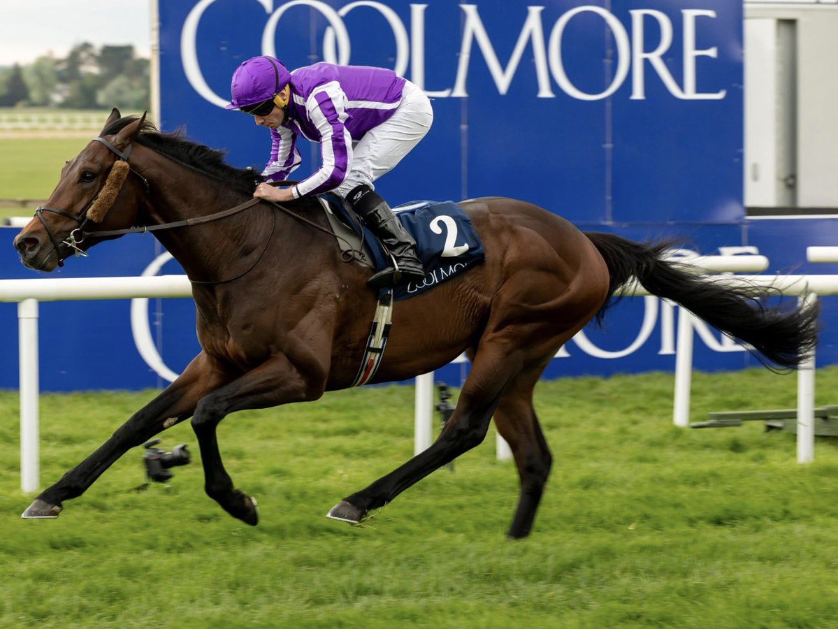 alett15's tweet photo. 🏇 CAUSEWAY…!!!
Desde 🇮🇪 hasta 🇺🇸 para correr el sábado el @1stbet Nashville Derby Invitational G2 ($3,000,000) en @KYDownsRacing 
Veremos en acción al castaño 3a. del @coolmorestud con la monta del fenómeno Ryan Moore y entrenamiento de Aidan O’Brien. Tiene campaña de 7-5 https://t.co/wCkPimRxbu