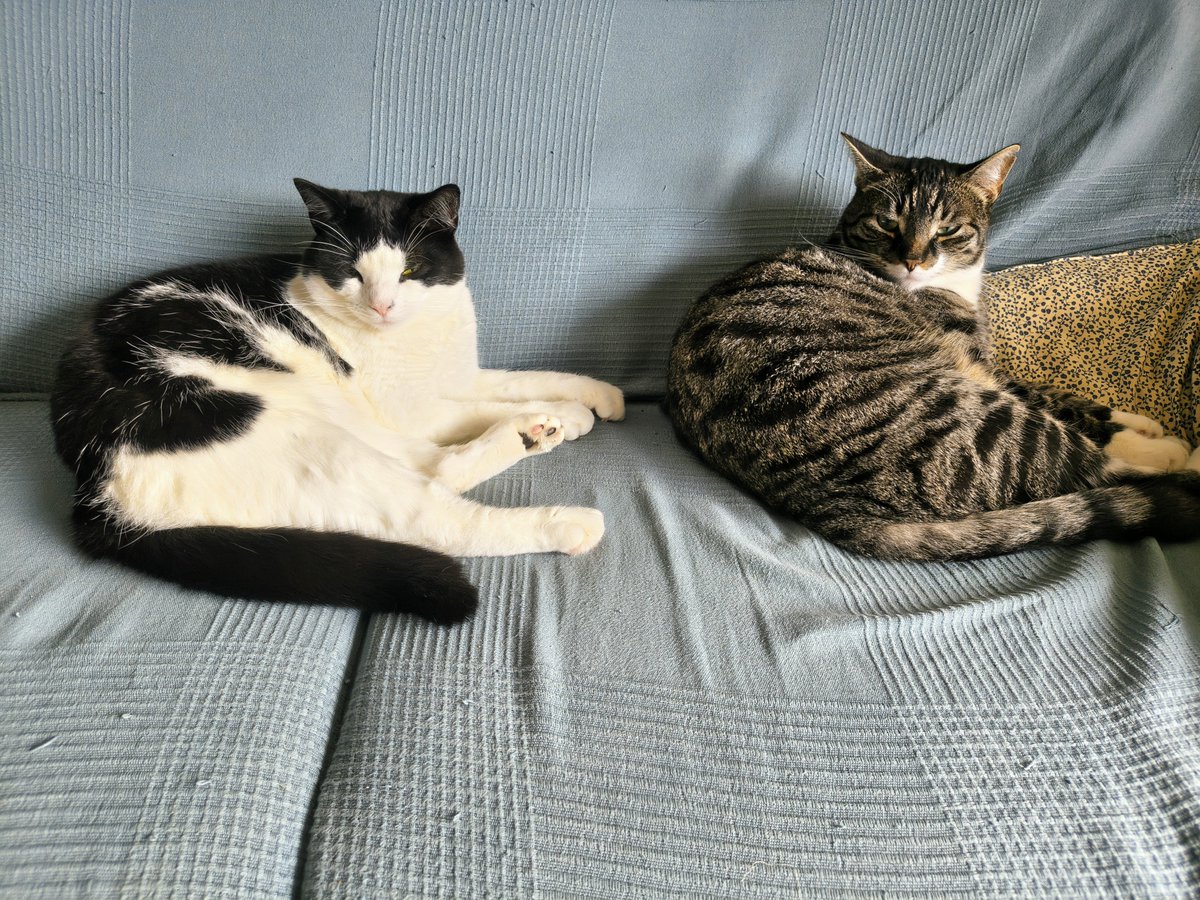 GeologistsCat's tweet photo. Today it's #Erythrite vs. #Skutterudite at #MinCup26 😻 This is again difficult because we don't know either of them🙀 We however found a #DoesItCat criterion. Transparency & translucency for Skutterudite is opaque-like it is for us- the mysterious #cats 😽 so Skutterudite it is https://t.co/wIdbsQi0SM