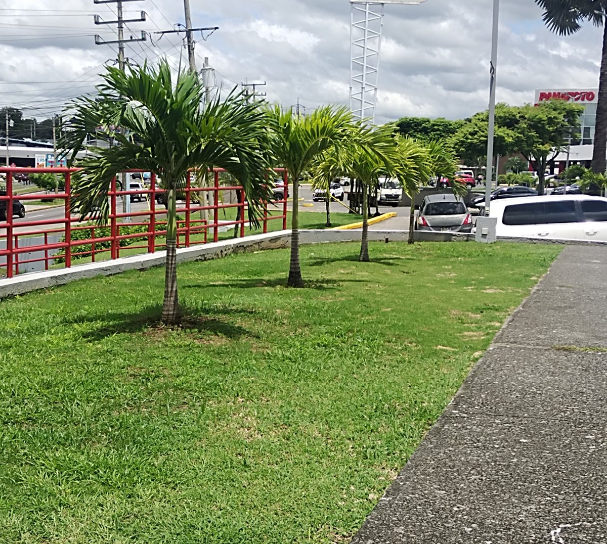 sandraescorcia's tweet photo. A ver.. 👀
Repite conmigo, las palmas son para la playa... junto con la arena

❌ No da sombra
✅ Siembra árboles urbanos 🌳

#MásMovilidadMenosTranque https://t.co/EGqQfcz4sS