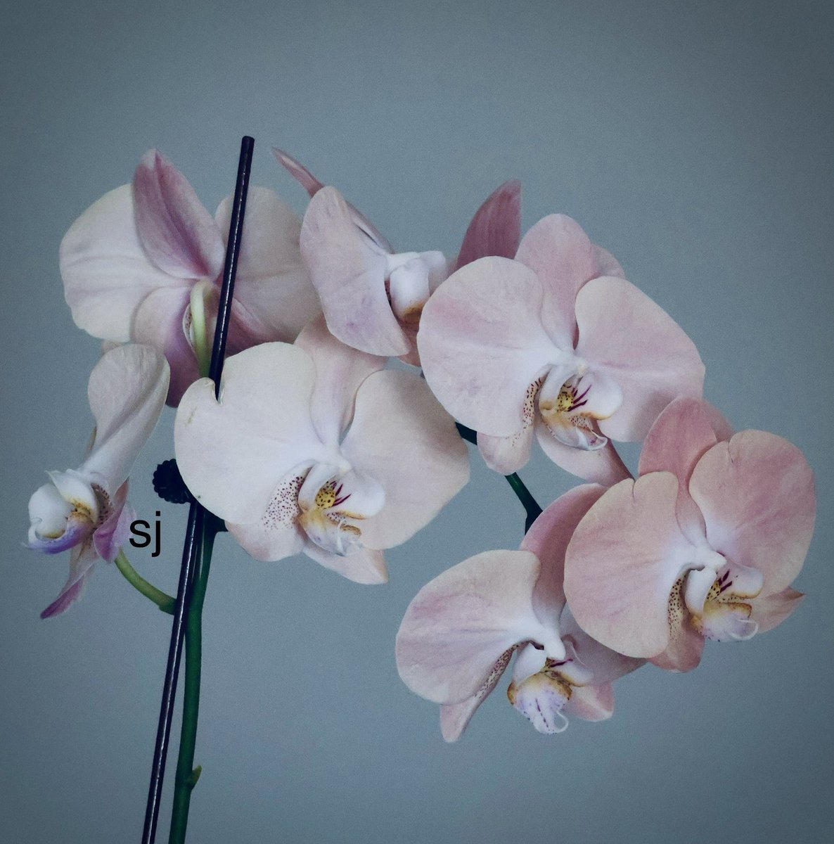 SandraBeeKind's tweet photo. Gifting a pink orchid is a wonderful choice for a friend.
It says, "I value your presence in my life."

Seek opportunities to show you care. The smallest gestures often make the biggest difference.
John Wooden

#NatureIsArt 
#FloralPhotography 
#NatureBeauty #Orchids https://t.co/IkL0XYzIWH