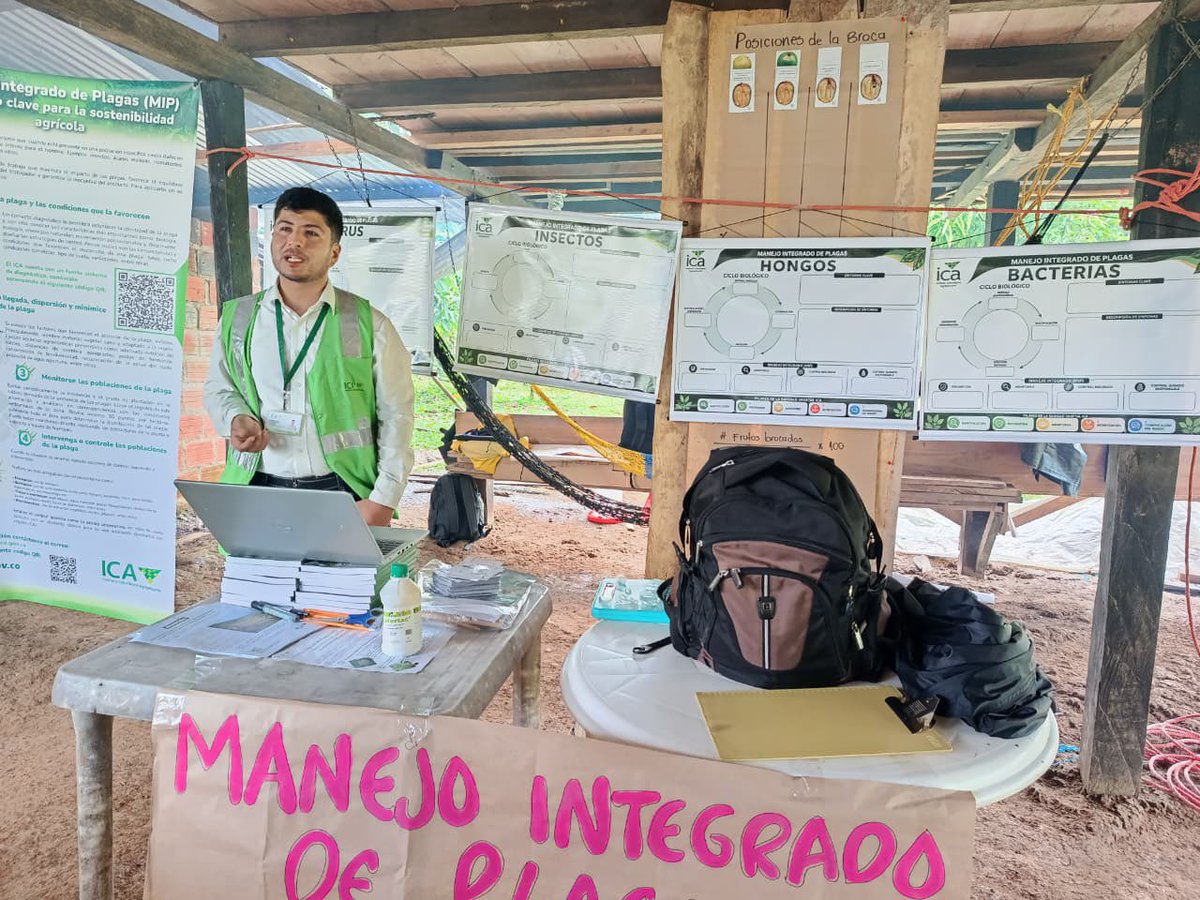 ICACOLOMBIA's tweet photo. ☕️ El conocimiento técnico aporta al desarrollo de la caficultura colombiana.

En Puerto Asís, Putumayo, acompañamos una escuela de campo sobre Buenas Prácticas Agrícolas (BPA) y Manejo Integrado de Plagas (MIP), como parte del diplomado en café robusta (Coffea canephora) que desarrolla la Universidad de la Amazonia.

Durante la jornada, 35 productores y actores vinculados a la actividad cafetera participaron en actividades teóricas y prácticas orientadas a la identificación, evaluación, monitoreo y manejo de plagas de importancia económica para el cultivo, además de conocer el marco normativo aplicable a las BPA. 🌱

El ejercicio permitió acercar la gestión del riesgo fitosanitario a las condiciones productivas de la región y brindar herramientas para que los productores incorporen las disposiciones sanitarias en sus procesos productivos.