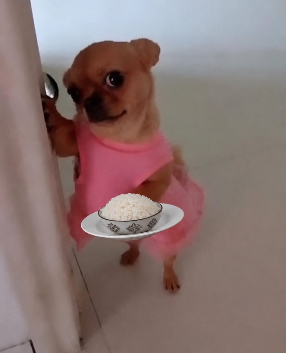 Betonmetwin's tweet photo. See as this dog dey beg for rice like NEPA bill don land.

“Madam abeg, just one small bowl.” 🥺🍚

$Rice @1grainproject https://t.co/PmC71S87sU