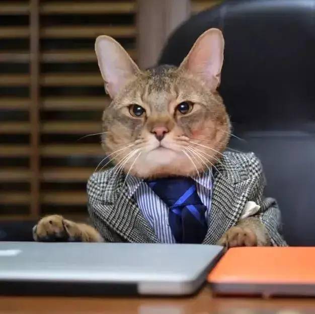 PiperNowelytpt's tweet photo. En la oficina, el gato del jefe entró a la reunión, se acostó sobre el teclado y envió un correo: "Reunión cancelada, descansen"， https://t.co/aHt9fHMjcE