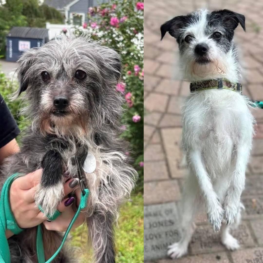 1023WBAB's tweet photo. Check out #Tina and #Janet our #PetsOfTheWeek They're up for adoption at @SaveAPetNY in Port Jeff. Learn more about Tina, Janet and other pets up for adotion here https://t.co/iMxf2w8YB3 - @JoeRockWBAB #Rock #ClassicRock #JoeRocksPetProject #AdoptDontShop #Dog #WBAB https://t.co/xn0t0OTwLX