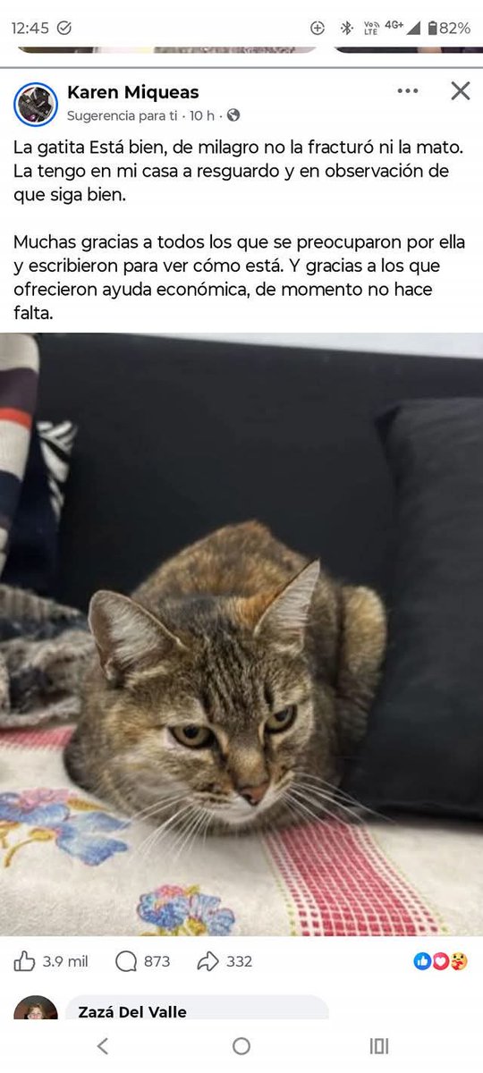 demario_silvia's tweet photo. La gatita atacada por el alumno Santino Rojas parece que está bien. Espero que la justicia avance. https://t.co/iBCjC8yNa3