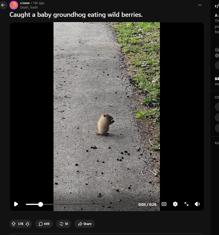 DEVOR56342's tweet photo. I JUST FOUND JIMOTHY 2.0.

This groundhog is going GIGA viral on reddit right now and the dude who found him named it 'Georgie' as its gender neutral name.

1:1 the same way Jimothy become viral. First on reddit then spread across all the social medias.

https://t.co/vZei8heIKy https://t.co/JDKD57JVrP