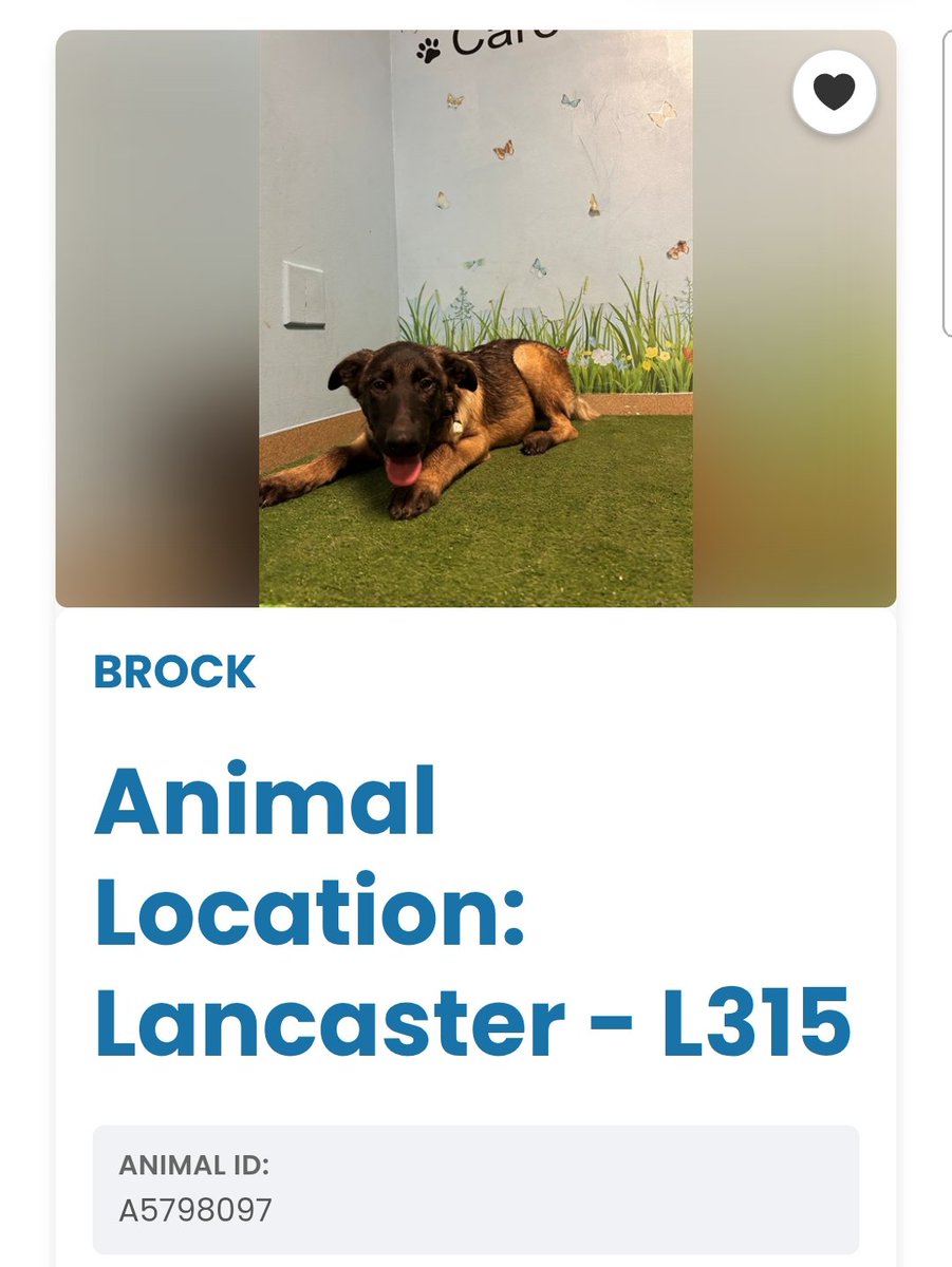 itsadogslifersq's tweet photo. BROCK #A5798097
5mo.#malinois

Finder says he saw that Brock was dumped from a truck, tick infested. Finders cleaned him, said he was tempted by the cats but showed restraint.

They surrendered him to 
Palmdale two days ago. 

Meet puppy Brock in #Lancaster #CA https://t.co/JmoWGfTdpM