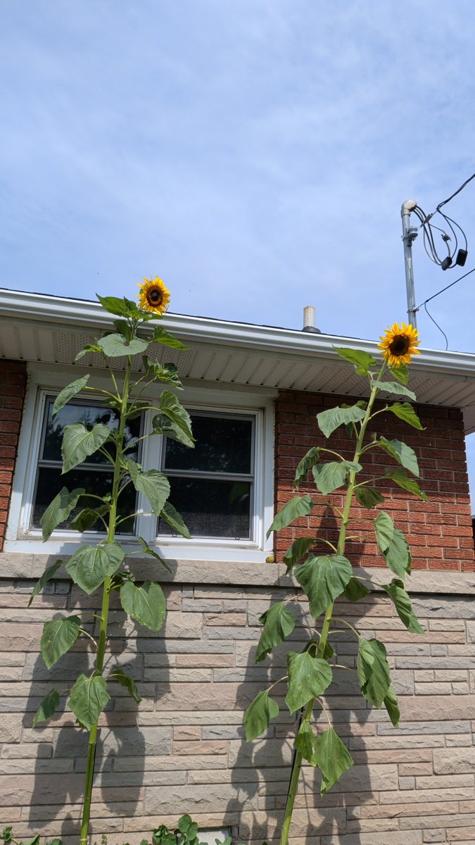 420iloveweed's tweet photo. These sunflowers are outta control. https://t.co/eYgXmLK3AR
