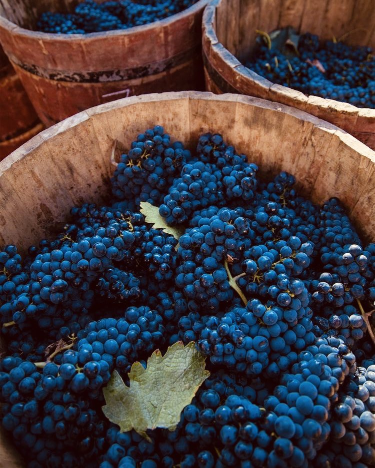 JLT01RCD's tweet photo. ⠀⠀           

⠀⠀                ⠀˖🍷 𝐕ıñas 𝐃el 𝐏αrαıso
    ⠀⠀   𝐋α vıdα termınó. ¡𝐄l vıno contınúα!

⠀⠀           ⠀⠀ https://t.co/pdebfBm0vP