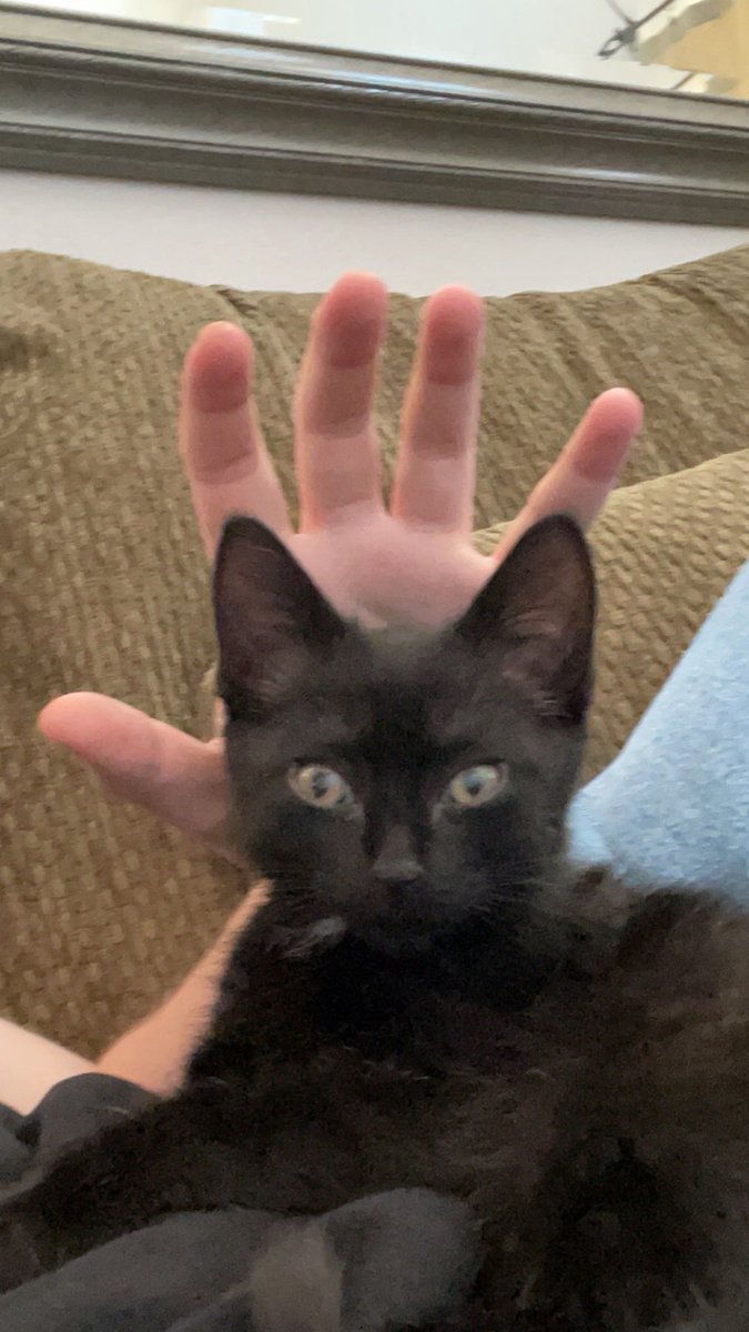 emay00008's tweet photo. hi little kitty https://t.co/1Xt9NwVxRj