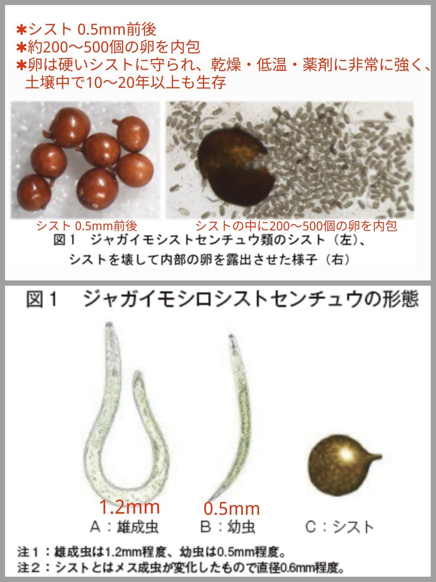 HarukaMinon2's tweet photo. そうでしたか

シストセンチュウ類=GrとGpは既に北海道で発生し苦難を強いられてきた
Grは本州でも確認

ペルーから輸入の肥料に混入のGrは、侵入から60年経っても根絶に至らず

既に解禁のポテチ用生ジャガは熱処理加工・残渣焼却・排水の厳格な管理

今回、一般家庭に普及する事は次元が違うリスク⚠️ https://t.co/QfTeK0CVri
