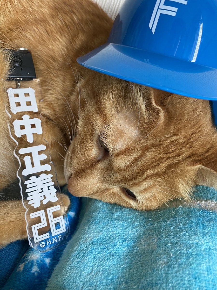 makomjzz's tweet photo. 9月はいってつよつよ日ハム
田中正義選手はげんきでしょうか
早くプレーがみたすぎるいちファンより
#lovefighters
#田中正義　選手
#我が家の猫
#DOMIれ！ https://t.co/dDvxBeypAq
