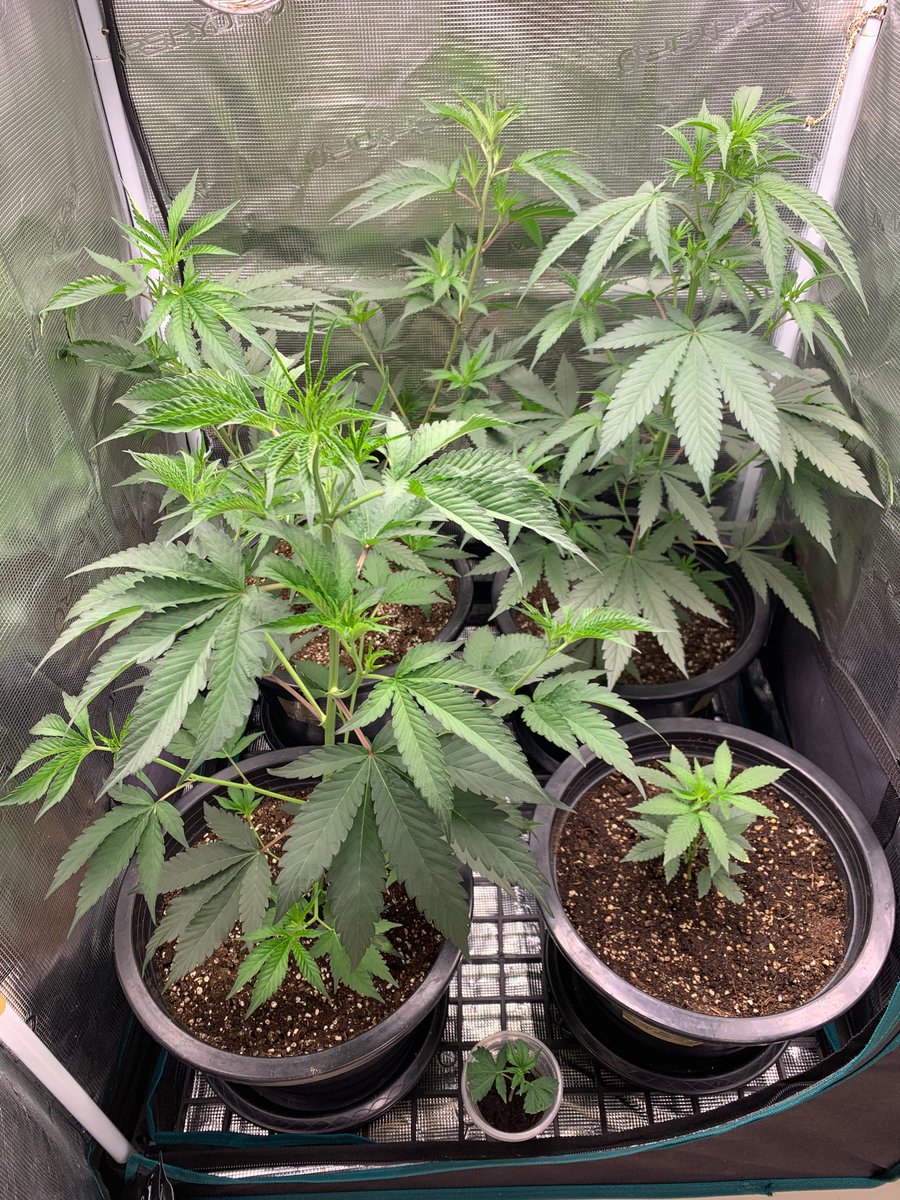 RaysPlace420's tweet photo. 1st pic: 2 #GushMintz from seed #SeedsmanSeeds
2nd pic: #GushMintz (clone) left &amp; #SourCherry (clone)
3pic: left in back #OGKush &amp; #GushMintz im front
In the middle #EgoPuch (gets ✂️ today)
And all of the above in clones in the veg tent
3 flip today and make two new clones
Cheers https://t.co/GE4iLP6Dot