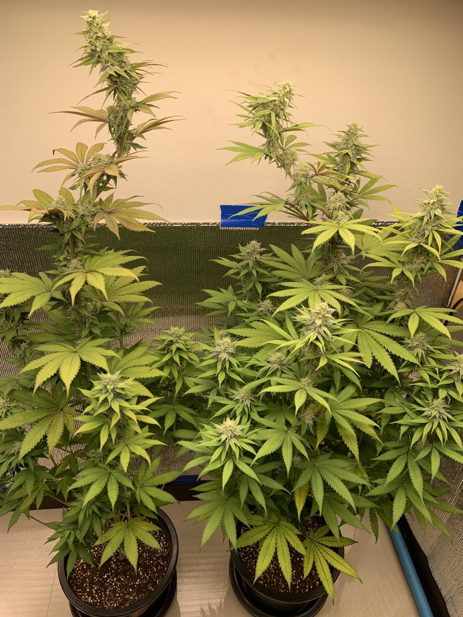 RaysPlace420's tweet photo. 1st pic: 2 #GushMintz from seed #SeedsmanSeeds
2nd pic: #GushMintz (clone) left &amp; #SourCherry (clone)
3pic: left in back #OGKush &amp; #GushMintz im front
In the middle #EgoPuch (gets ✂️ today)
And all of the above in clones in the veg tent
3 flip today and make two new clones
Cheers https://t.co/GE4iLP6Dot