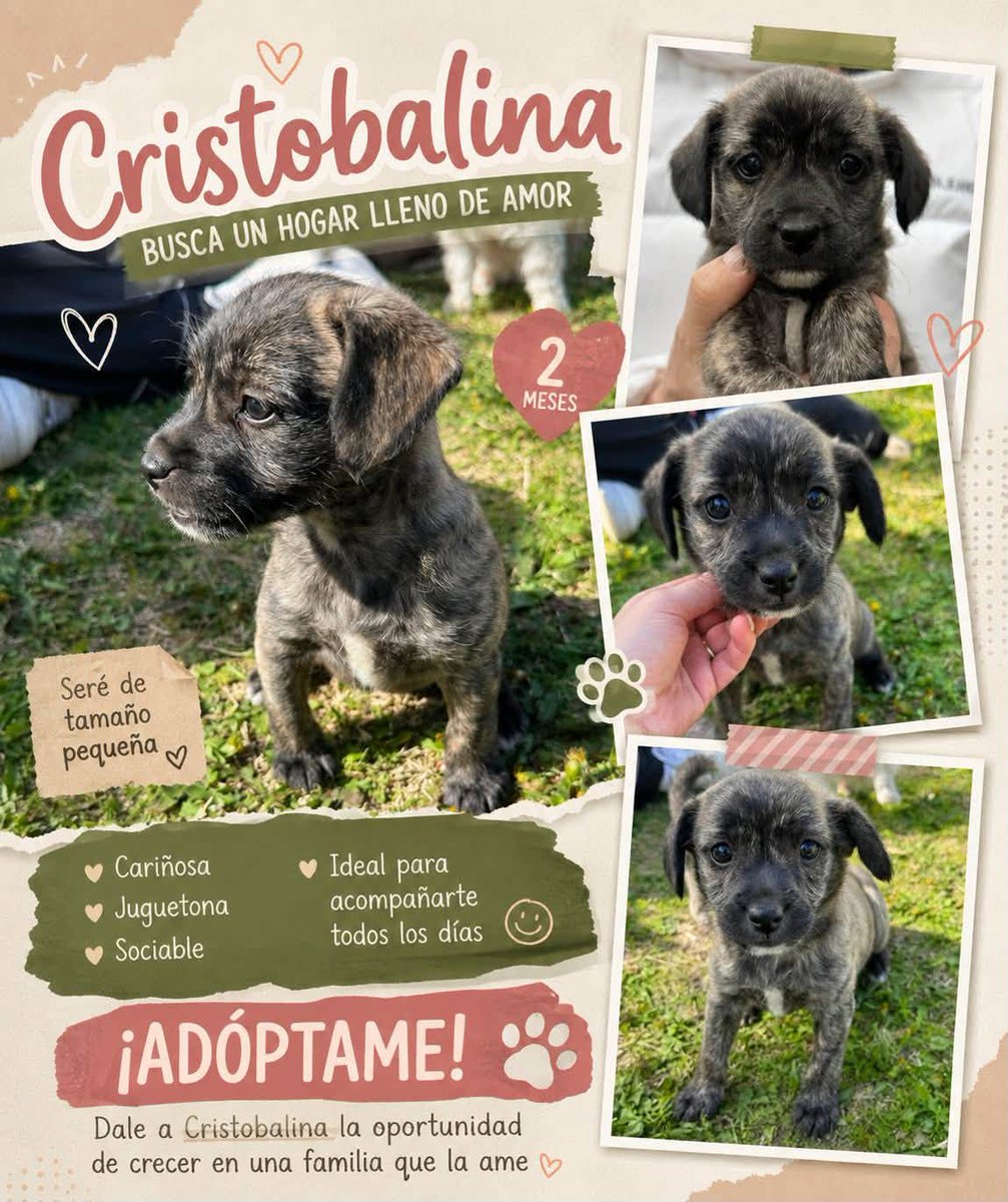 eltuitdemarsh's tweet photo. Cristobalina, de 2 meses, en adopción responsable. Será de tamaño pequeño a mediano. Si deseas darle un hogar, comunícate al +56921911000. Favor RT!
#Santiago https://t.co/Prhibjhsyz