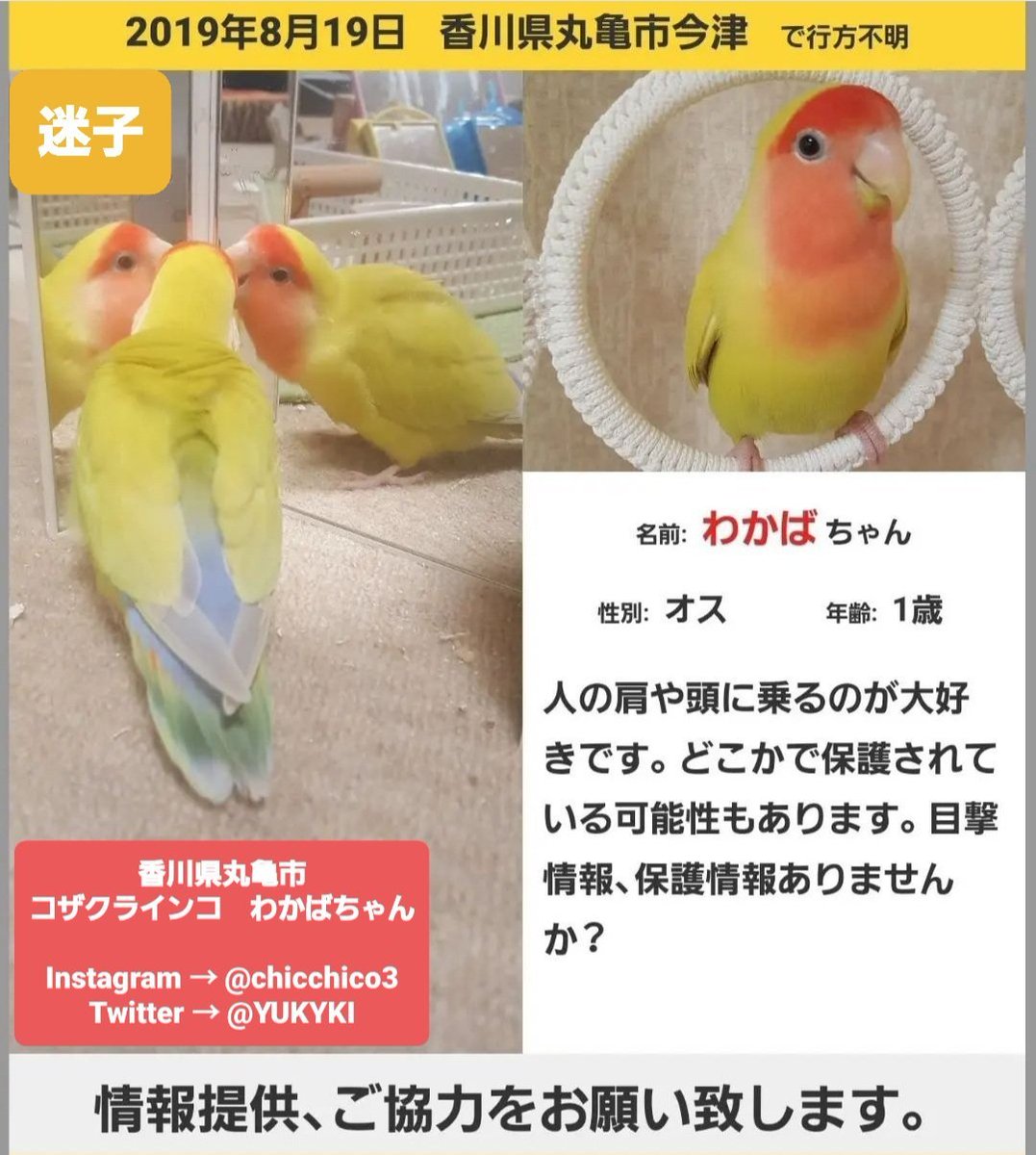 YUKYKI's tweet photo. #拡散お願いします 𓈒𓏲📢𓈒𓏸

2019.8.19香川県丸亀市から迷子の
黄色い小桜インコ探しています

香川県に限らず、旅行や帰省で訪れた先で情報ありましたら教えてください

お願いします

#迷い鳥 #迷子 #拾った #香川県 #丸亀市  #多度津 #善通寺 #坂出 #コザクラインコ #ボタンインコ #赤色 #保護 https://t.co/mzpQ5bbptO