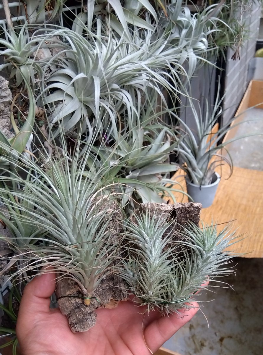 maruiwa3's tweet photo. T.heteromorpha
同種？
左…エコロジー
右…山梨の道の駅産✨ https://t.co/QqrxBkLXMK