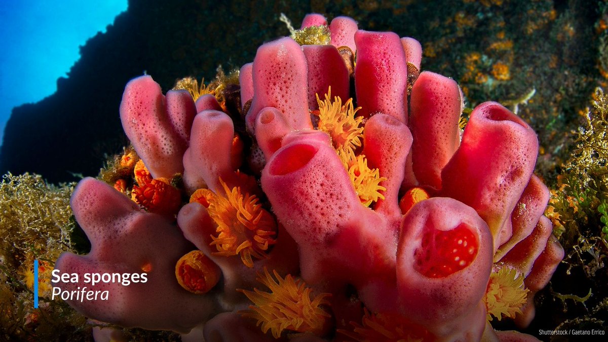 oceana's tweet photo. #LOOKAGAIN: All of these ocean wonders are ANIMALS, not PLANTS! 🤯

Beneath the waves, animals look a little different from what we're used to on land. Sea sponges, corals, and sea anemones are just a few kinds of the mind-boggling animals that are commonly mistaken for plants. https://t.co/mlfyFM0SoS